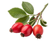Rosehip