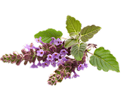Patchouli