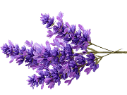 Lavender
