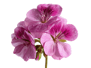 Geranium